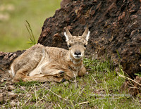 Antelope Fawn Laying - #8898