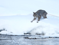 Bobcat On Snow Drift - #L6A3239