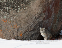 Bobcat By Rock - #L6A2881