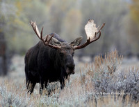 Moose Bull Walking Straight On - #2130