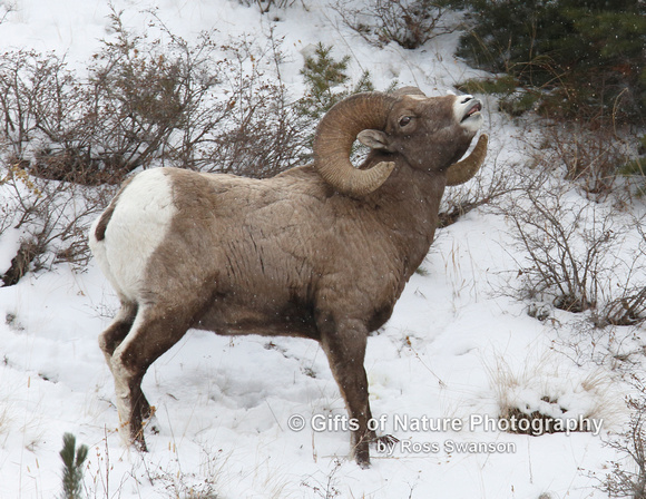 Bighorn Sheep Ram in Snow - #L6A1669