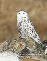 Snowy Owl - #3951