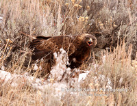 Eagle Golden with Mouth Open - #4784