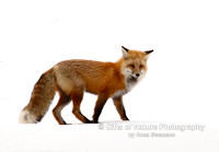 Fox in Snow - #X9A7464