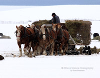 Winter Feeding - #9066