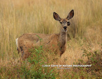 Mule Deer Doe Eye Growth X9A9867