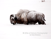 Bison Snow Covered - #X9A6890