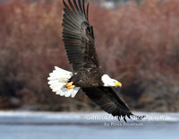 Eagle in Flight with Willow Bkgrnd - #X9A5752