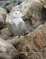 Snowy Owl in Rocks = #3537
