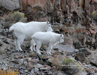 Mtn Goat Nanny and Kid on Lookout - #1026
