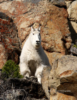 Mtn Goat - #9473