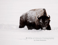 Bison in Snow - #X9A6841