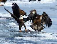 Eagle Fight Wings Up - #X9A5703