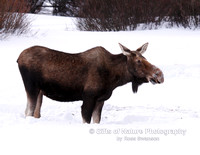 Moose Cow in Winter - #5152