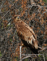 Golden Eagle - #6835