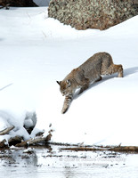 Bobcat Going Down Snow Bank - #L6A2896