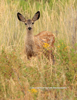 Mule Deer Fawn X9A9861