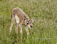 Antelope Fawn - 1113