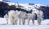 YELLOWSTONE LANDSCAPES