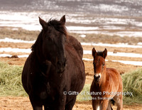 Mare and Colt - #0057