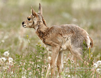 Antelope Fawn Standing - #1090