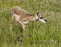Antelope Fawn in Green Grass - #1121