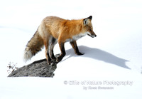 Fox Shadow - #L6A4438