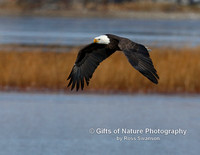 Eagle in Flight with Grass Bkgrnd - #X9A5877