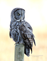 Gray Owl Warm Springs - #1366