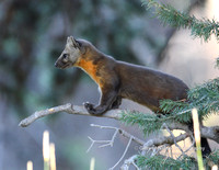 Pine Marten On Limb - #9320