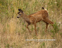 Mule Deer Fawn Floppy Ears X9A8767_edited-1