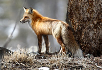Fox in Timber - #L6A4455