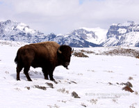 Buffalo with Mountain Background - #9348