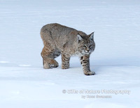 Bobcat Walking - #L6A3031