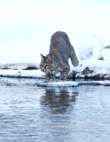 Bobcat Preparation for a Jump -#L6A3230