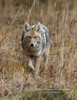 Coyote Stalking - #X9A5008