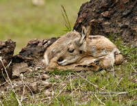 Antelope Fawn Laying Down - #8916