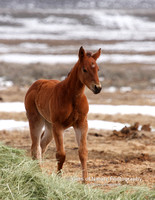 Colt in Big Hole - #0045