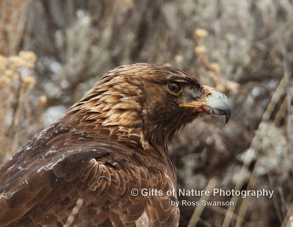 Eagle Golden - #4840