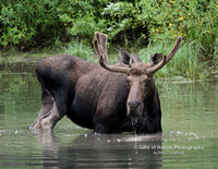 Moose Bull in Water -#2351