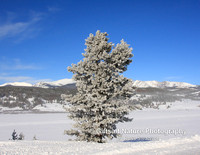 Frosty Tree with Pintlar Mtn Bckgrnd - #0651