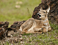 Antelope Fawn Yawning - #8948