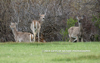 Deer Whitetail - #L6A8503