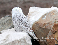 Snowy Owl in Rocks - #3472