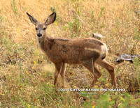 Mule Deer Fawn Looking X9A9771