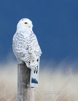 Snowy Owl Lot For Sale - #3641