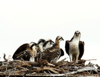 Osprey Family Affair - #0017