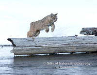 Bobcat Jump To Log - #L6A3107