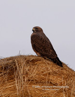 Hawk on Haystack - #0024
