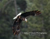 Eagle Bald Flying With Fish - #4213